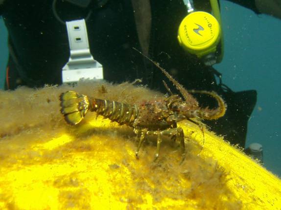 Pequena lagosta mora em boia marcadora de naufrágio, em St. Pierre, no norte de Martinica
